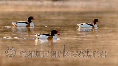 BB 07 0172 / Tadorna tadorna / Gravand